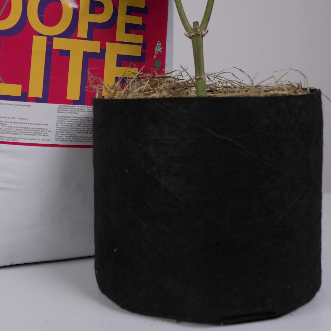Dope Lite Living Soil Substrat von Florganics mit einer Pflanze in der Nähe.